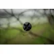 BLACK CAT - Prut Perfect Passion X Bank 2,8 m 350 g 2 díly