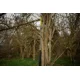 BLACK CAT - Prut Perfect Passion X Vertical 1,9 m 240 g 1 díl
