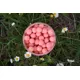 CARP-ONLY - Plovoucí boilie Strawberry Extra 80 g 12 mm
