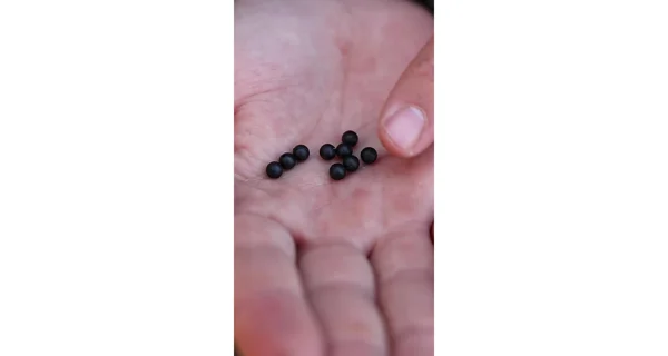 CARP'R'US - Gumové korálky Rubber Beads 6 mm 10 ks