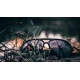 CARPSTYLE - Sluneční brýle Aviator Classic