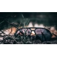 CARPSTYLE - Sluneční brýle Aviator Classic