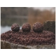 CHYTIL - Boilies Pandemia 16 mm 2S Scopex Squid