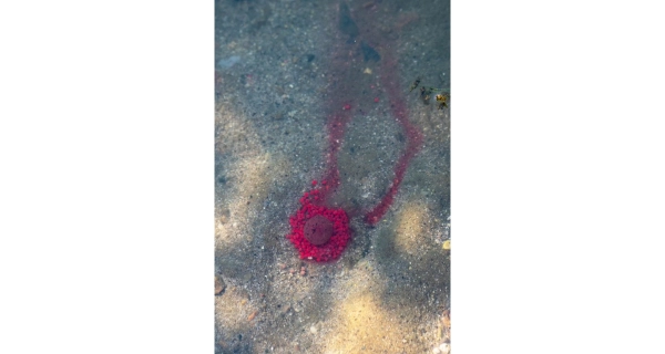 CHYTIL - Boilies Pandemia 16 mm Apač