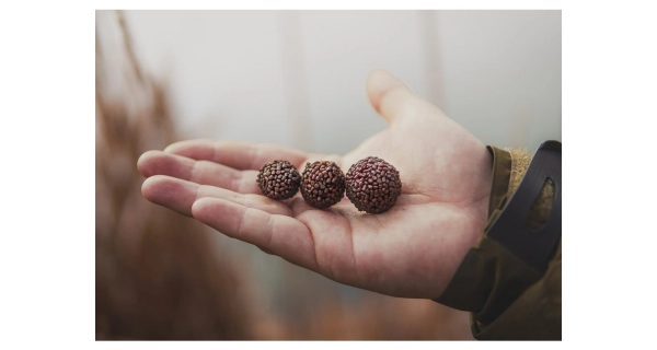 CHYTIL - Boilies Pandemia 16 mm Krill Max