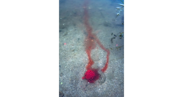 CHYTIL - Boilies Pandemia 16 mm Krill Max