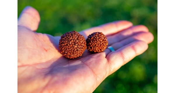 CHYTIL - Boilies Pandemia 24 mm Apač