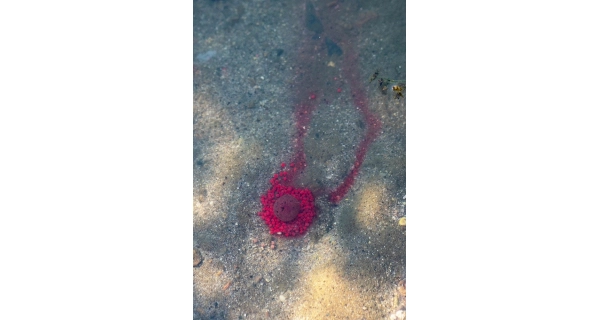 CHYTIL - Boilies Pandemia 24 mm Apač
