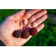 CHYTIL - Boilies Pandemia 24 mm Black Panther