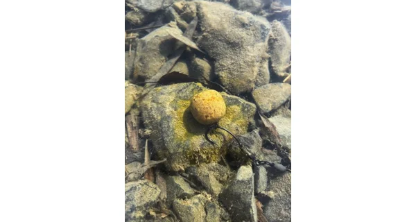 CHYTIL - Dipované boilies Master Carp 16 mm 120 g Česnek