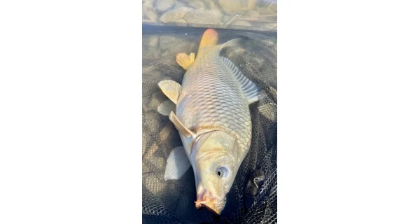 CHYTIL - Dipované boilies Master Carp 20 mm 120 g Jahoda