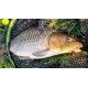 CHYTIL - Feeder peletky s dírou 8 mm 30 g Banán