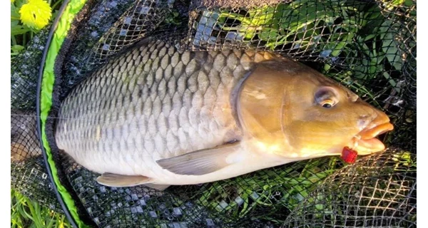 CHYTIL - Feeder peletky s dírou 8 mm 30 g Hruška máslová