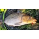 CHYTIL - Feeder peletky s dírou 8 mm 30 g Švestka