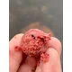 CHYTIL - Krmné boilies 24 mm 5 kg Jahoda & Chilli
