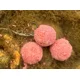 CHYTIL - Krmné boilies 24 mm 5 kg Kořeněný tuňák & Česnek