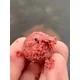 CHYTIL - Krmné boilies 24 mm 5 kg Kořeněný tuňák & Česnek