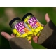 CHYTIL - Plovoucí boilie Fluoro Pop Up 20 mm 45 g Švestka