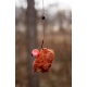 CHYTIL - Pop Up Mini Boilies 10 mm 15 g  Robin Red