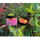 CHYTIL - Pop Up Mini Boilies 10 mm 15 g  Scopex