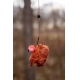 CHYTIL - Pop Up Mini Boilies 10 mm 15 g  Scopex