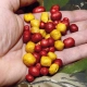 CHYTIL - Pufovaný chleba 25 g Jahoda