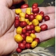 CHYTIL - Pufovaný chleba 25 g Krill