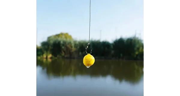 CHYTIL - Rohlíkový boilies na EKO trnu Fluo 14 mm 35 g Amur