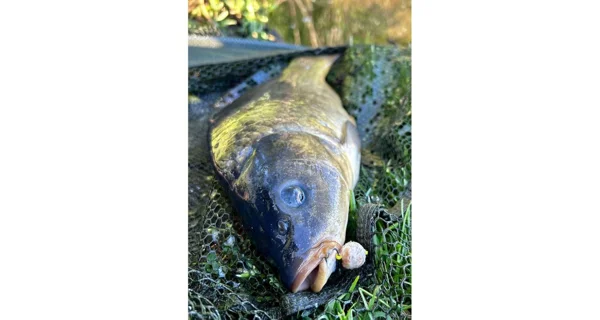 CHYTIL - Rohlíkový boilies na EKO trnu Fluo 14 mm 35 g Amur