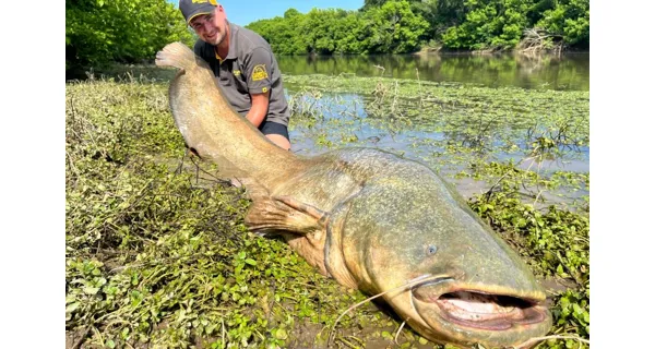 CLIMAX - Šňůra Cult Catfish 1,3 mm 135 kg 20 m Žlutá