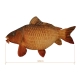 DELPHIN - Plyšový kapr Carpy 60 cm
