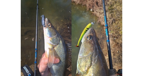 DELPHIN - Prut Zandit 2,15 m 15 g