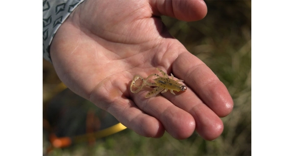 DELPHIN - Umělá nástraha B! Stinx Nympha 2,5 cm 20 ks Frogs