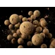 DELPHIN - Vyvážené boilies BreaX NutCAKE Tygří ořech Scopex Kukuřice 16 mm 100 g