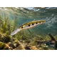 DELPHIN - Wobler WOBBY JERK-DP Suspending 9 cm 12,5 g Phantom