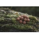 DK FISHING - Boilies Power Attract 24 mm 5 kg Monster Crab