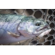 FISH UP - Dipované umělé nástrahy Pupa 30 mm / 10 ks Barva: Hot Chartreuse