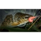 FISH UP - Dipované umělé nástrahy Tanta Hot Pink 38 mm 10 ks