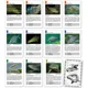 FISHMAX - Karetní hra Kvarteto Ryby