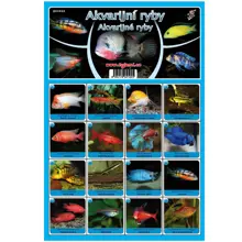 FISHMAX - Pexeso Akvarijní ryby