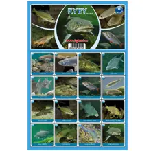 FISHMAX - Pexeso Ryby 6 naučná