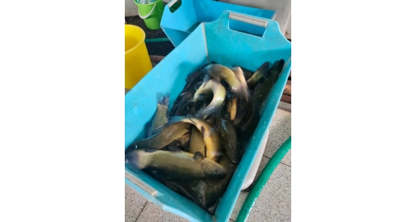 FISHMAX - Živá nástražní ryba lín do 30 - 40 cm – odběr pouze na prodejně