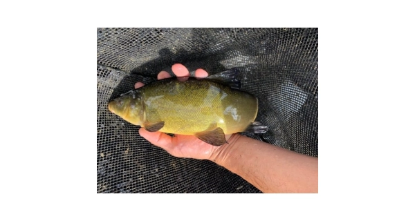 FISHMAX - Živá nástražní ryba lín do 30 - 40 cm – odběr pouze na prodejně