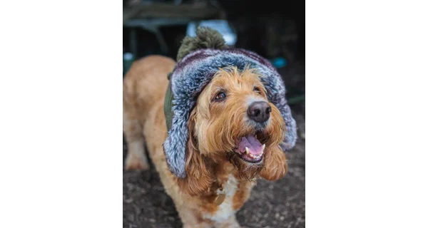 FOX - Beranice Trapper Hat