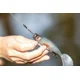 FOX RAGE - Gumová nástraha Pro Grub 16 cm Ultra Natural Roach