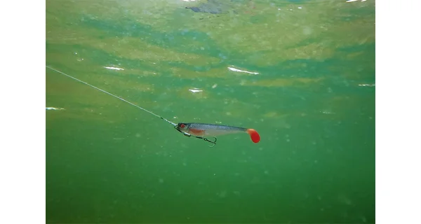 FOX RAGE - Gumová nástraha Pro Shad 14 cm UV Ultra Natural Roach