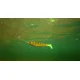 FOX RAGE - Gumová nástraha Pro Shad 18 cm UV Natural Perch