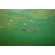FOX RAGE - Gumová nástraha Pro Shad 23 cm UV Ultra Natural Roach
