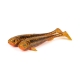 FOX RAGE - Gumová nástraha Super Slick Shad UV Goldie 28 cm