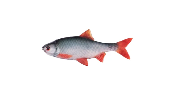 FOX RAGE - Gumová nástraha Ultra Fillet 8 cm 4 ks Natural Roach